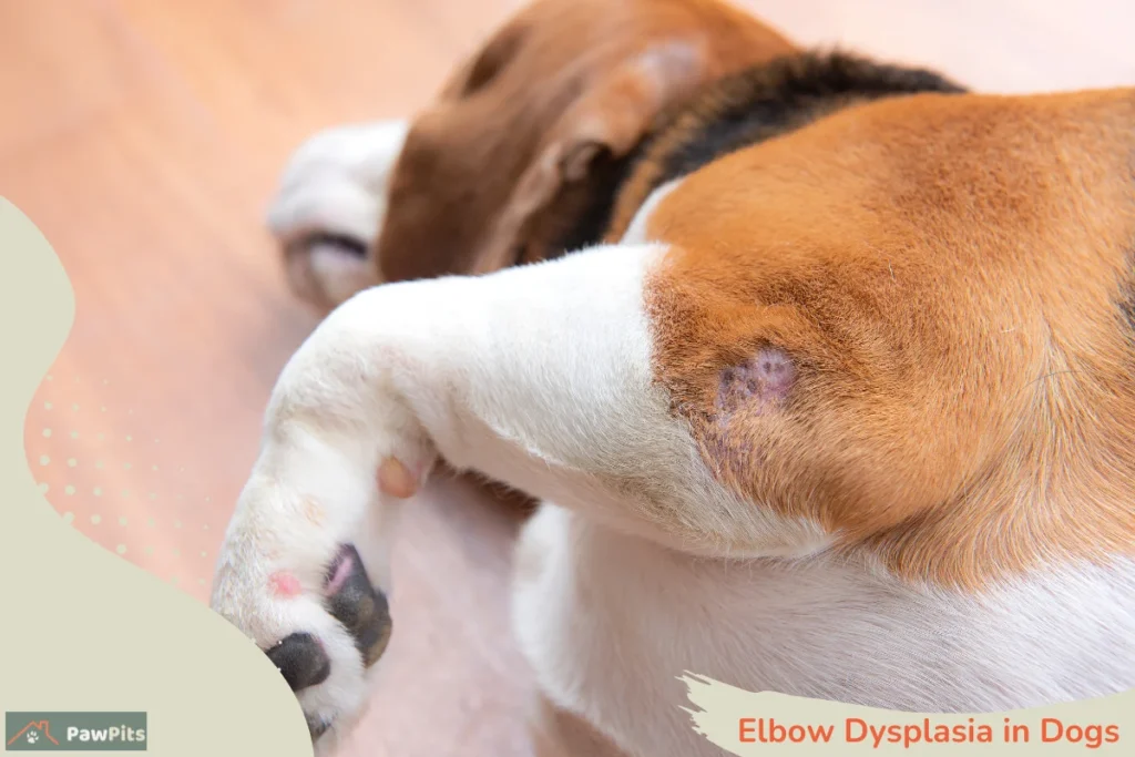 Elbow Dysplasia in Dogs