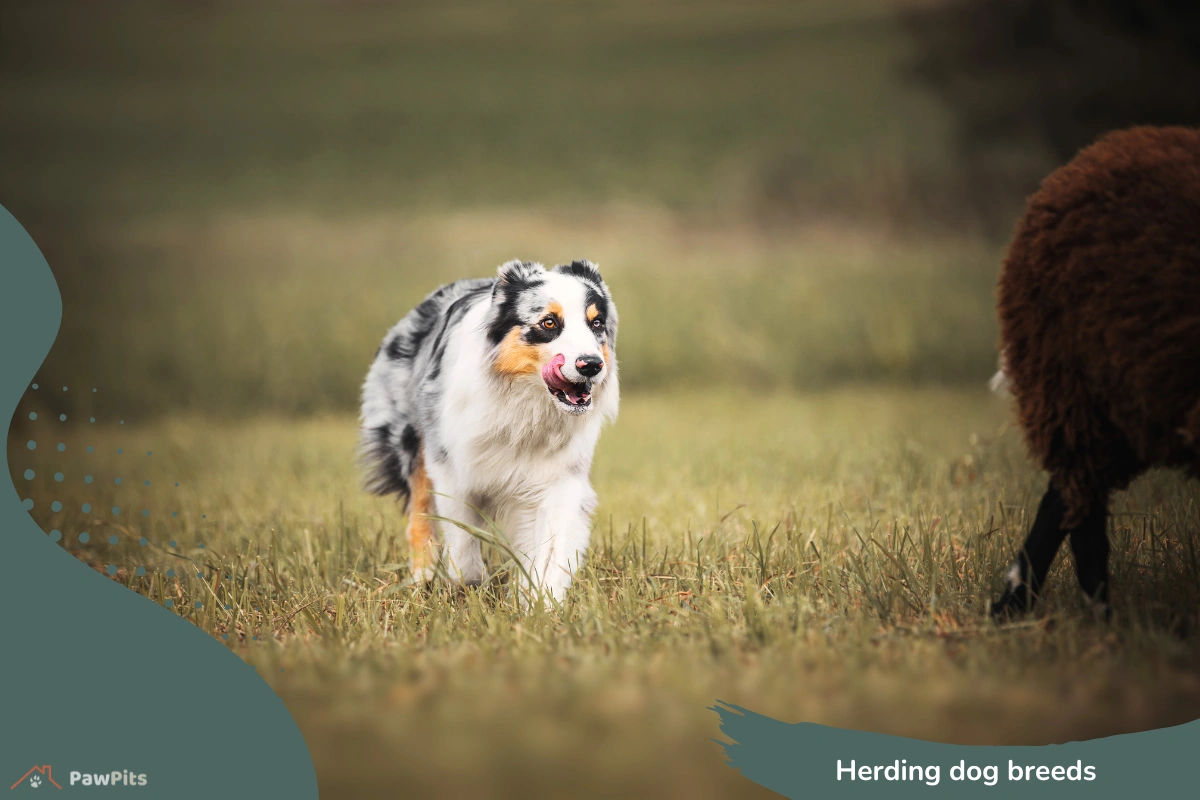 Herding dog breeds