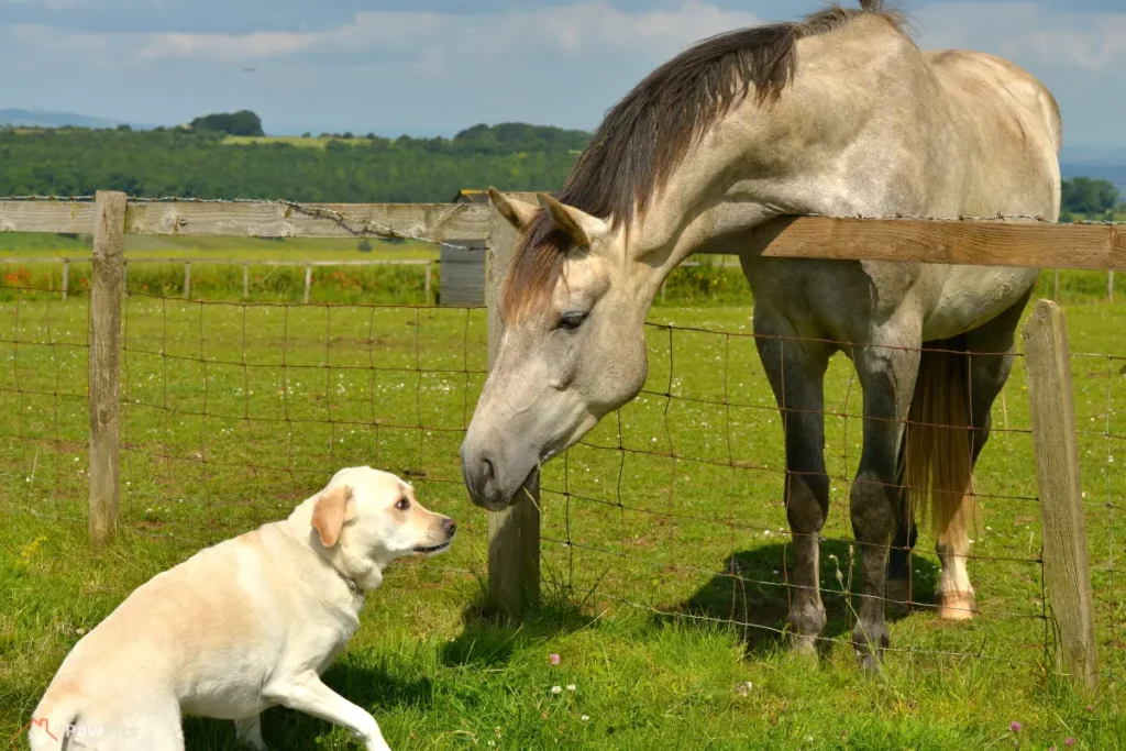 Herding dog breeds