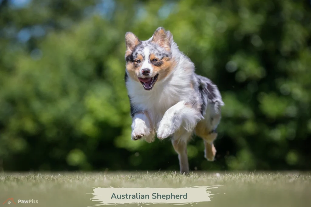 Herding dog breeds