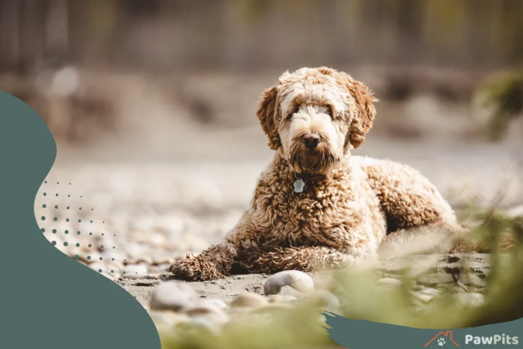 Aussiedoodle