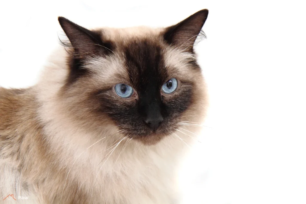 brown ragdoll cat