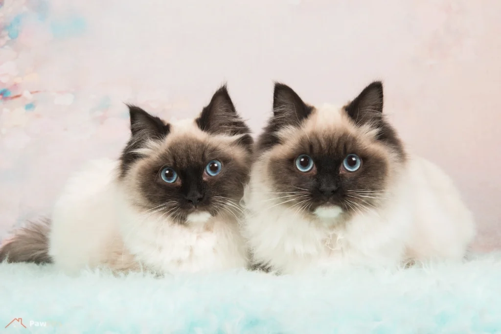 brown ragdoll cat