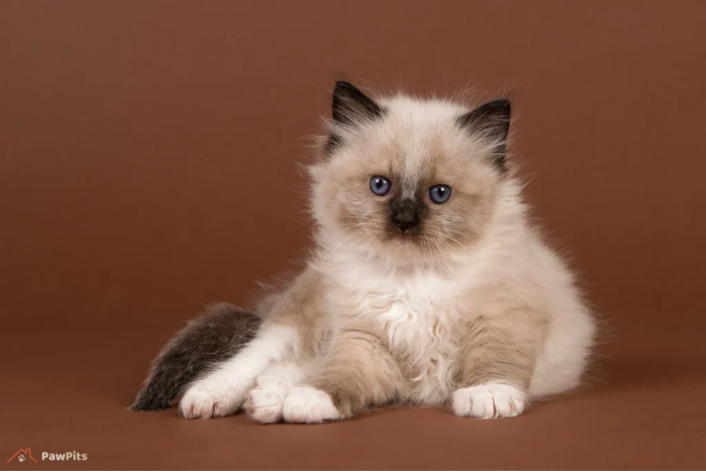 brown ragdoll cat