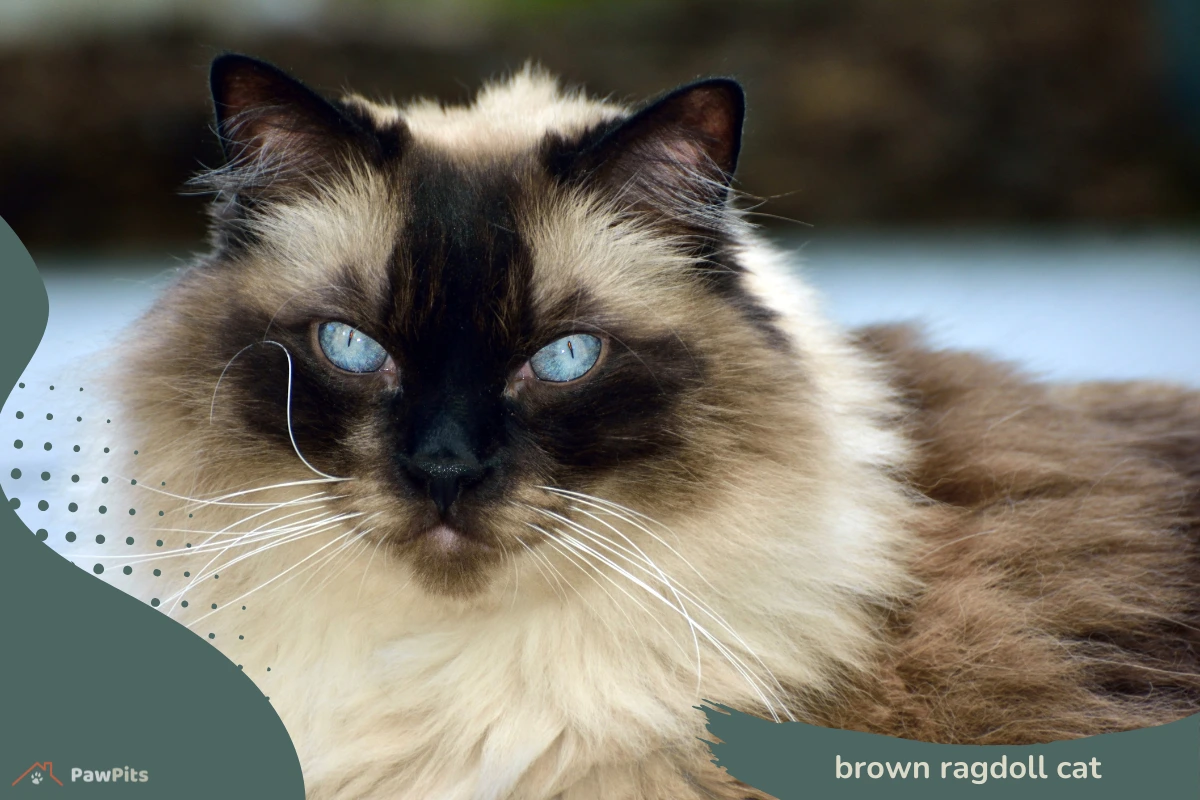 brown ragdoll cat