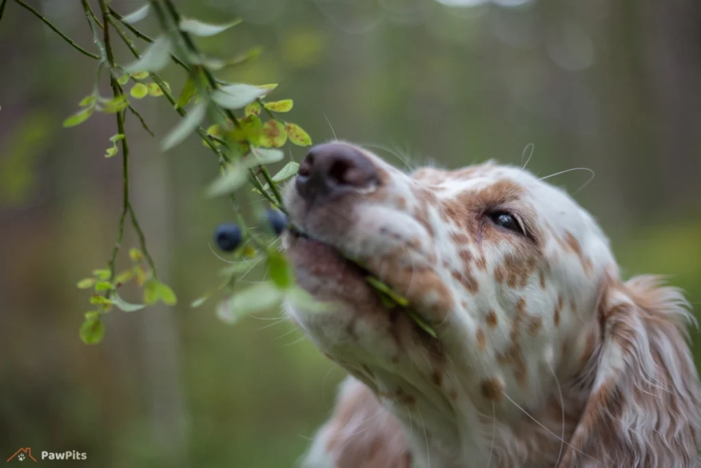 can dogs eat blueberries