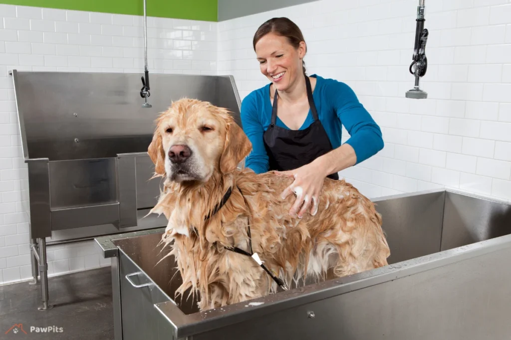 indoor dog park