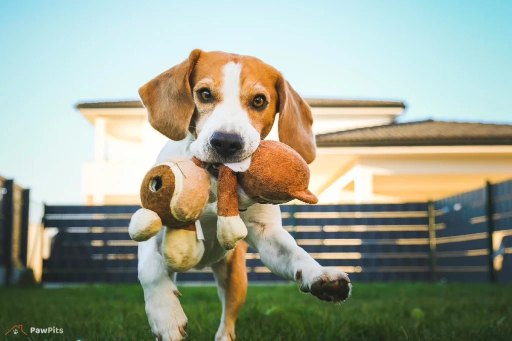 indoor dog park