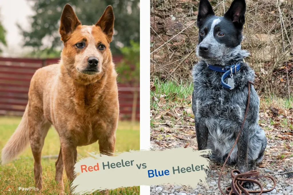 Two Australian Cattle Dogs wearing red and black plaid bandanas sitting on a wooden deck