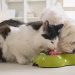 A fluffy black and white cat and a small white dog eating together from a green food bowl, containing meat and vegetables.