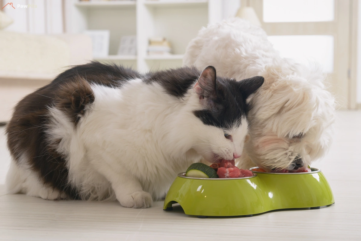 A fluffy black and white cat and a small white dog eating together from a green food bowl, containing meat and vegetables.