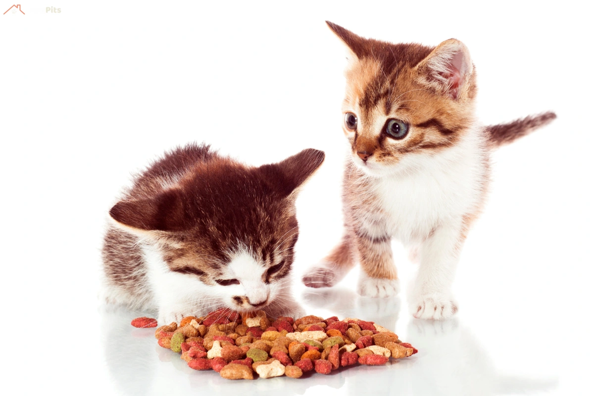 Two adorable kittens exploring a pile of colorful kitten food, one eating while the other looks on, set against a white background.