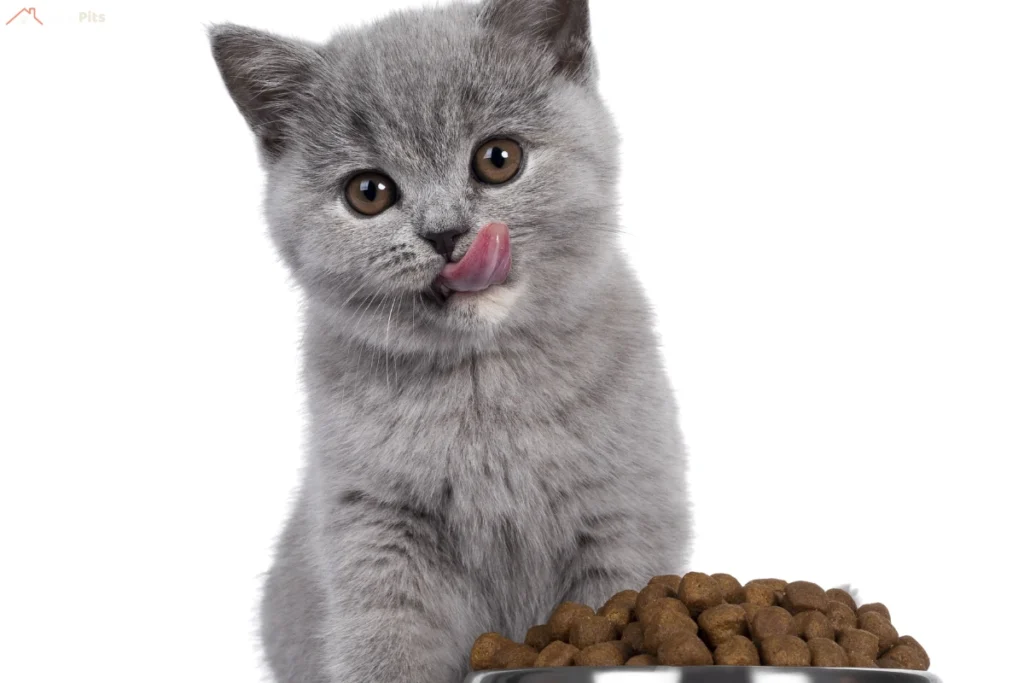 A grey kitten sitting gracefully with a curious expression and bright eyes, looking at the camera.