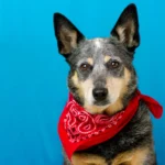 A Queens Heeler dog wearing a red bandana, posing against a bright blue background