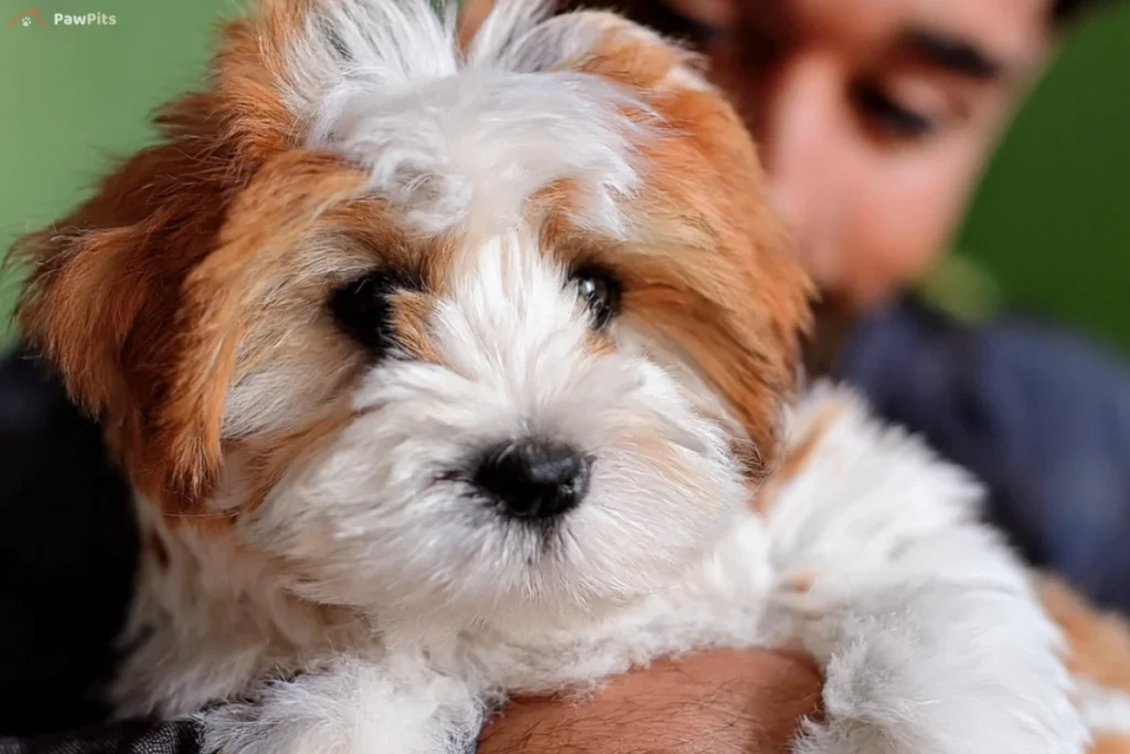 A fluffy white and brown dog resembling a teddy bear being lovingly held by a person in the background.