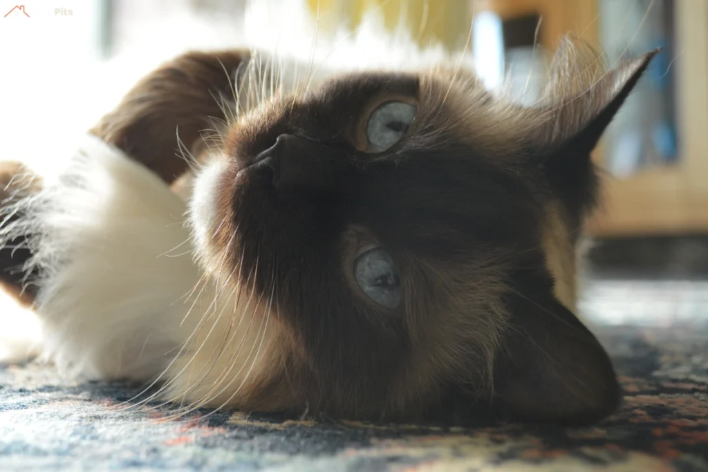 Chocolate Ragdoll cat lying on its side with piercing blue eyes.