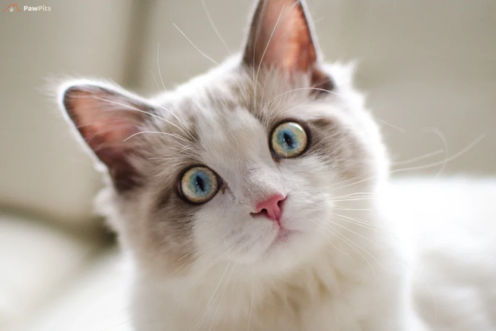 Blue-eyed Chocolate Ragdoll kitten looking curiously at the camera.