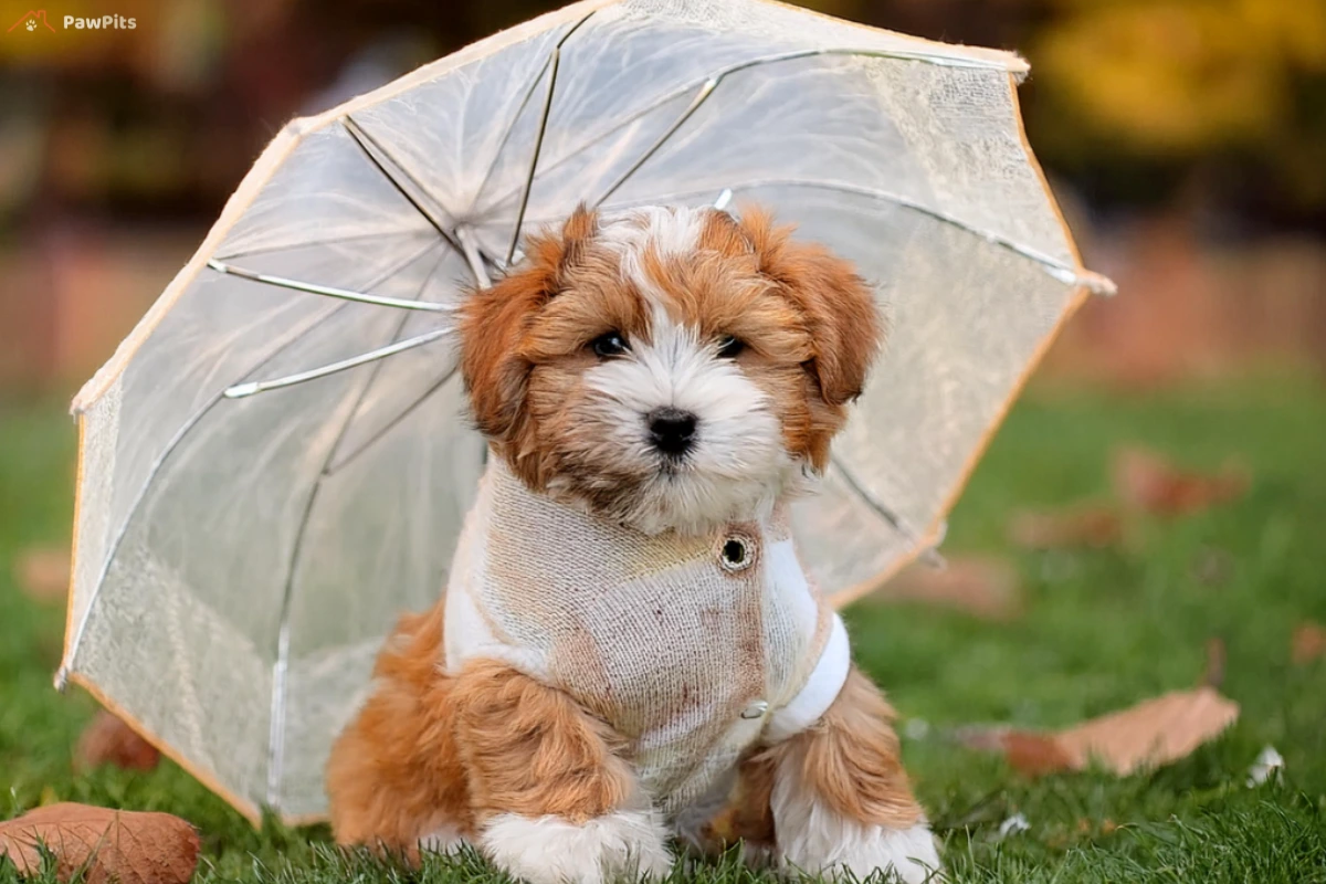 A fluffy, teddy bear-like dog with a white and brown coat sitting on grass under a transparent umbrella, wearing a cozy white sweater