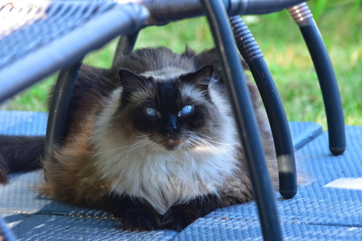 Chocolate Ragdoll cat with blue eyes resting under a chair outdoors.