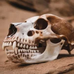 A close-up view of a dog skull resting on a rock in a desert-like environment.