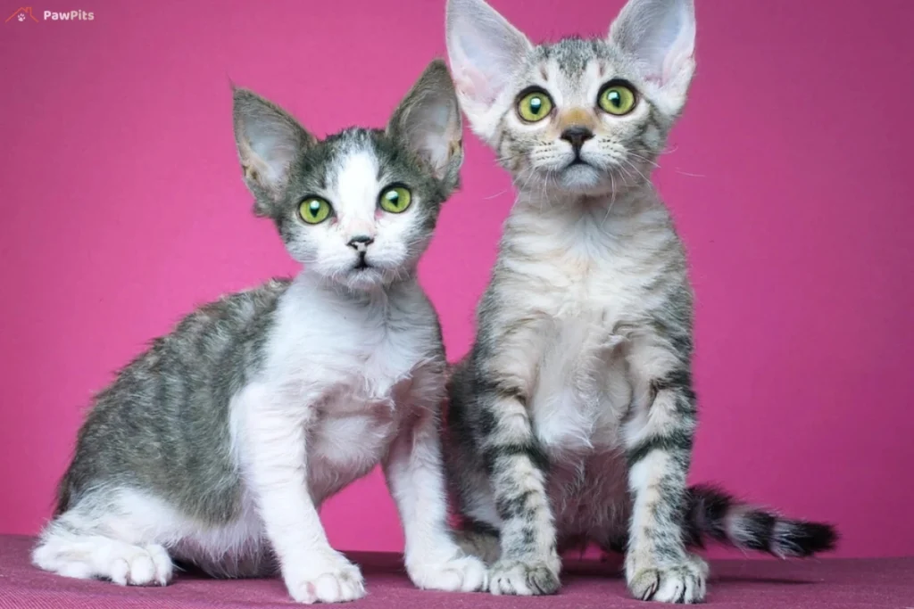 A striking Devon Rex kittens with curly fur and a curious expression, highlighted by a dark background.