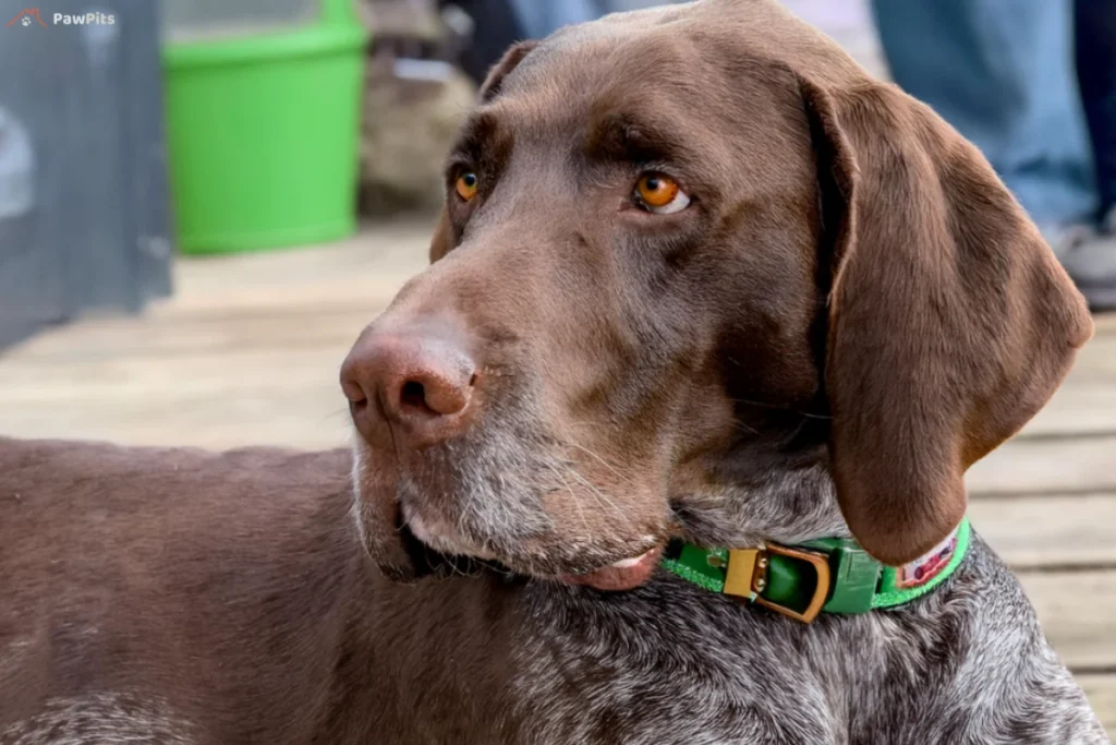 GSP Dog: Close-up of a German Shorthaired Pointer looking alert with a blurred green background