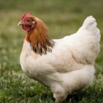 A Cinnamon Queen chicken with a white and reddish-brown feather pattern perched on a wooden fence in a farmyard setting.