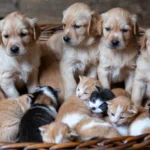 A cozy basket filled with golden retriever puppies and multicolored kittens, snuggling together on a wooden backdrop.