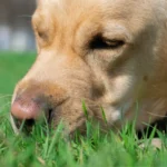 Dog intestinal blockage timeline: A sick dog lying down with a sad expression, showing early symptoms such as vomiting and loss of appetite