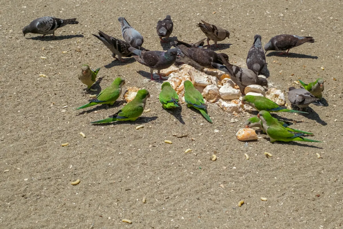 A colorful parrot perched indoors, pecking at a piece of bread with crumbs falling around it.