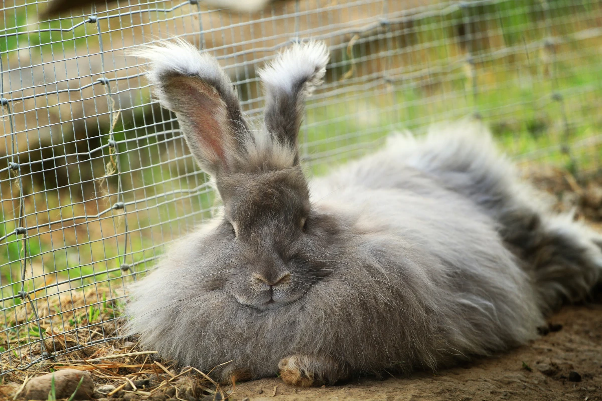 A fluffy Angora rabbit with a thick white coat sitting on a grassy field.