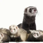 A panda and blaze ferret displaying the diverse colours of ferrets with unique patterns.