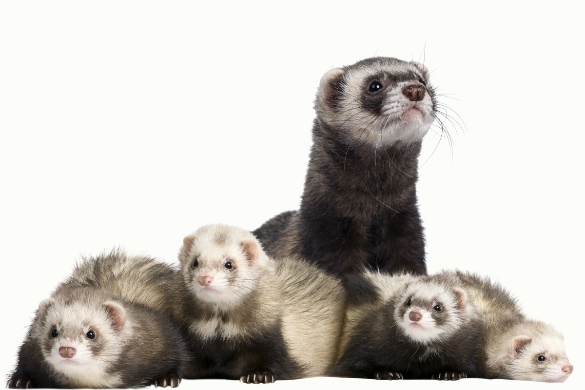 A panda and blaze ferret displaying the diverse colours of ferrets with unique patterns.