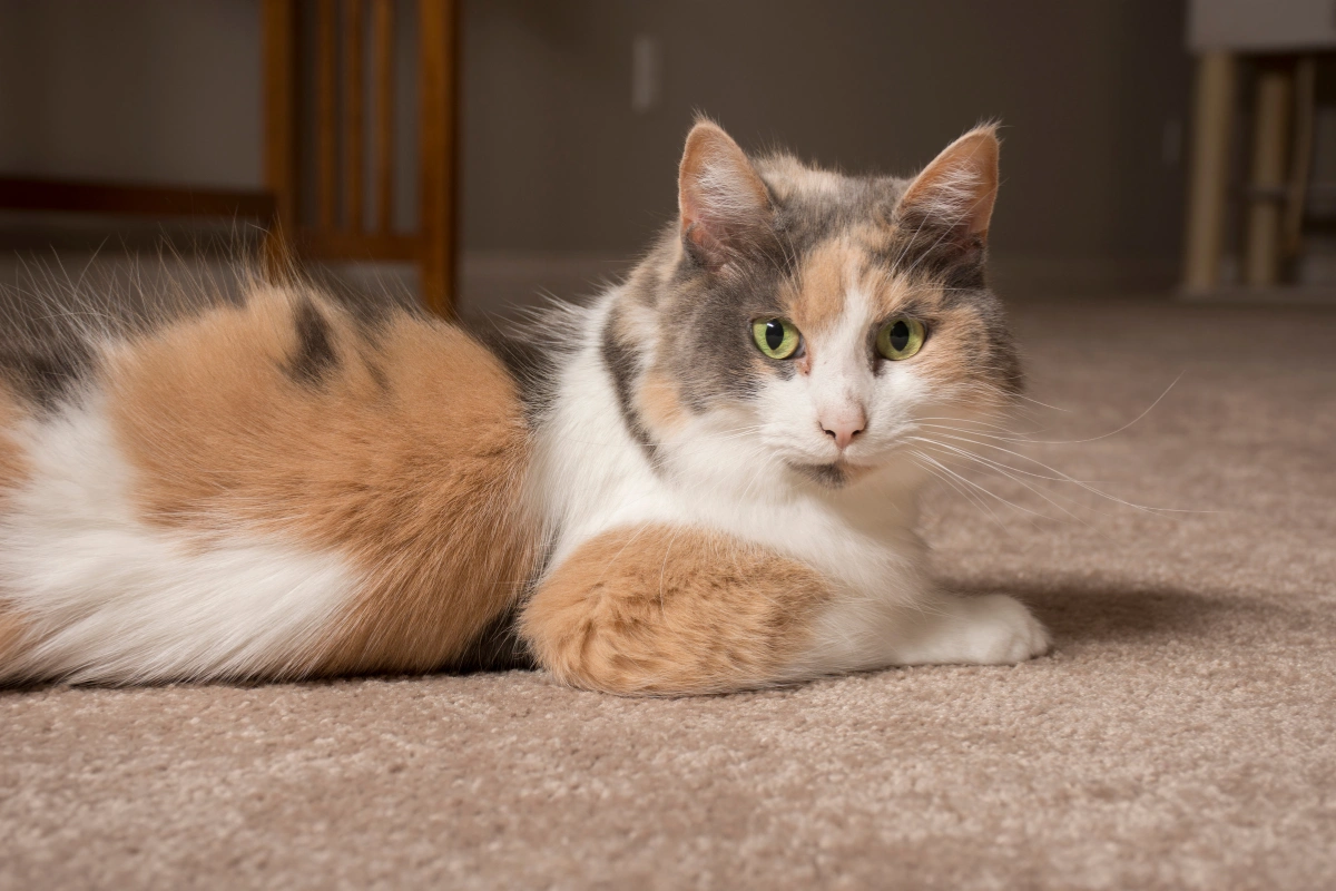 A muted calico cat with soft pastel fur and green eyes gazing into the camera.