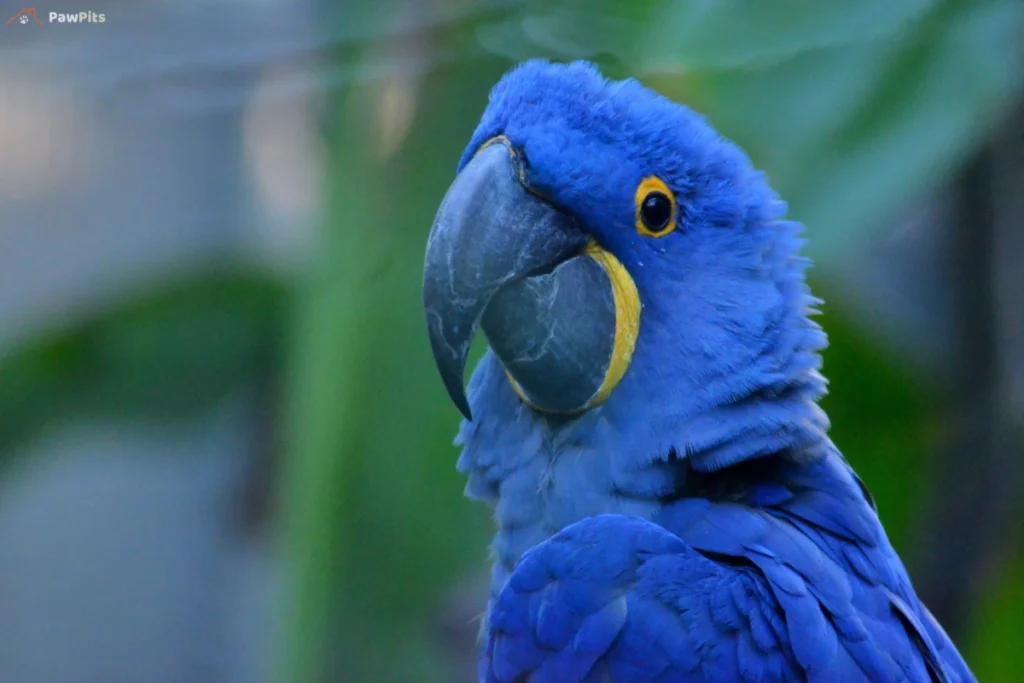 A purple parrot interacting with its owner, mimicking speech while perched on a training stand.