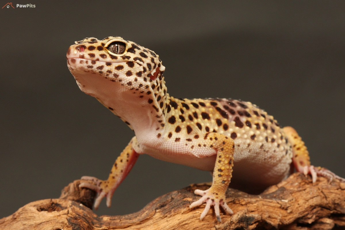 How long can leopard geckos live in a well-maintained terrarium with proper hides, temperature gradient, and clean environment