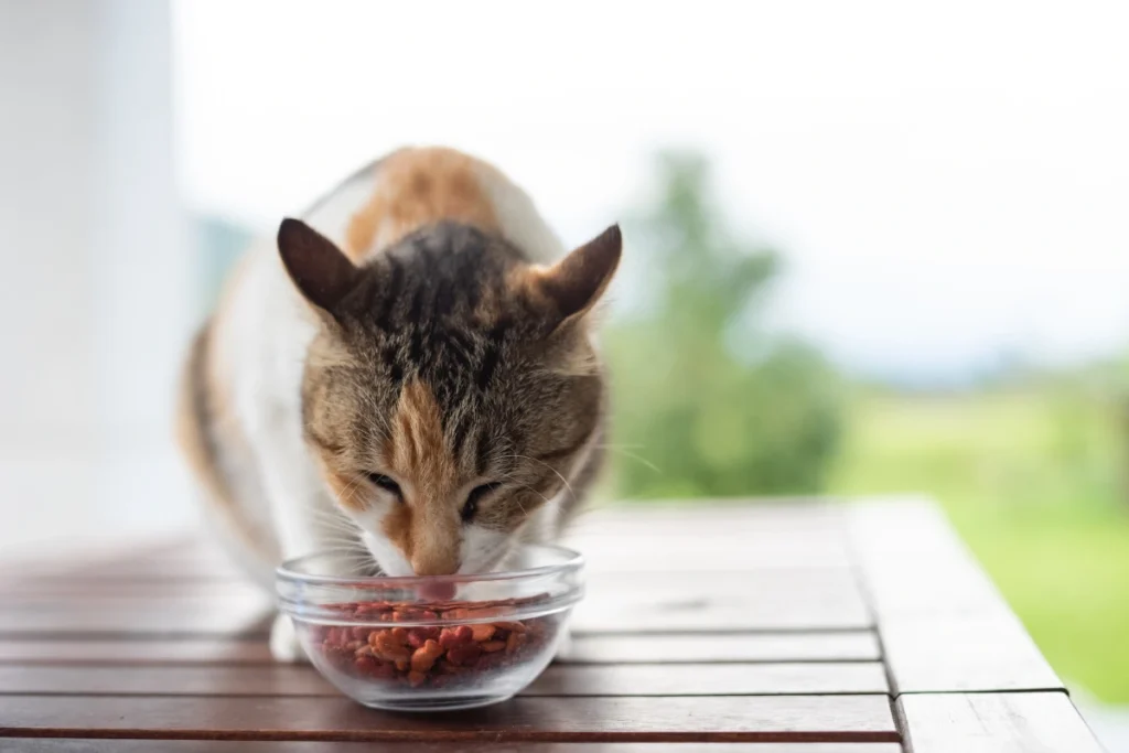 A cat hesitantly sniffing a bowl of fish-based dry food, with a warning sign indicating it is not suitable for cats with hyperthyroidism