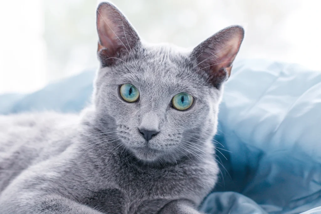 A Russian Blue cat lounging on a cozy couch, showcasing its sleek blue-gray coat and bright green eyes.