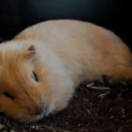 Close-up of a guinea pig in dim light with alert eyes - are guinea pigs nocturnal