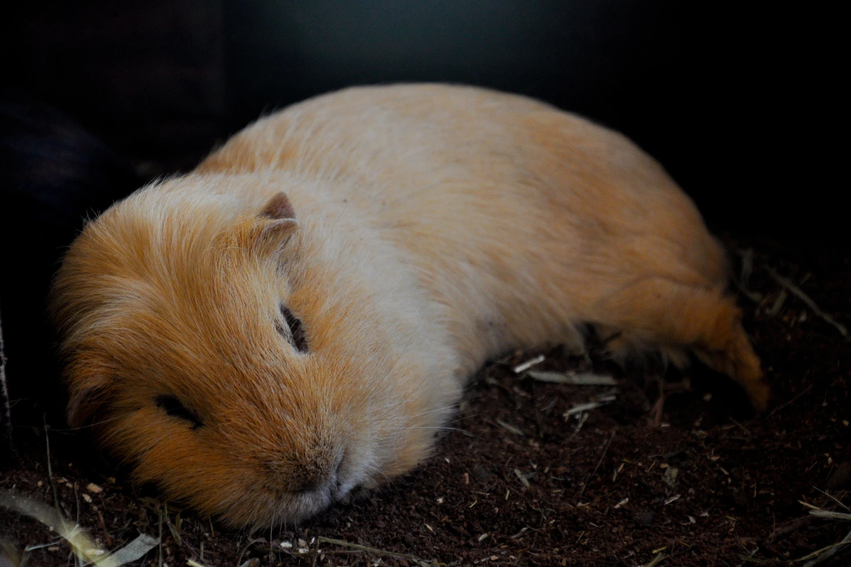 Close-up of a guinea pig in dim light with alert eyes - are guinea pigs nocturnal