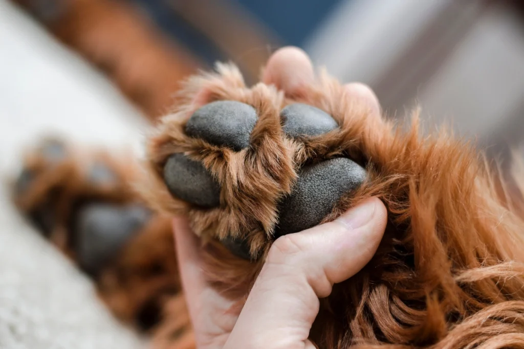 A fashionable dog wearing a luxury outfit and accessories, showcasing the Glamour Paws trend.