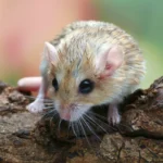 Fat-tailed gerbil with a chubby tail and soft fur sitting on bedding.