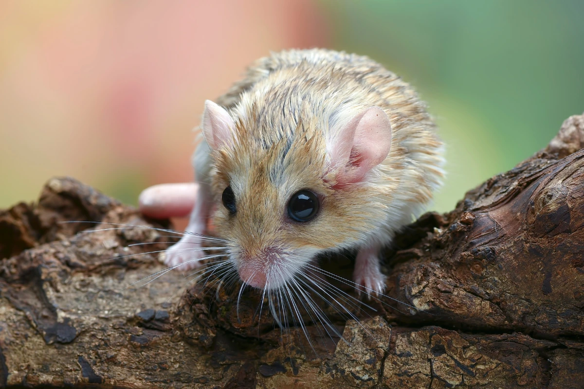 Fat-tailed gerbil with a chubby tail and soft fur sitting on bedding.