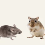 Gerbil vs mouse size comparison with a gerbil and a mouse side by side on a wooden surface.