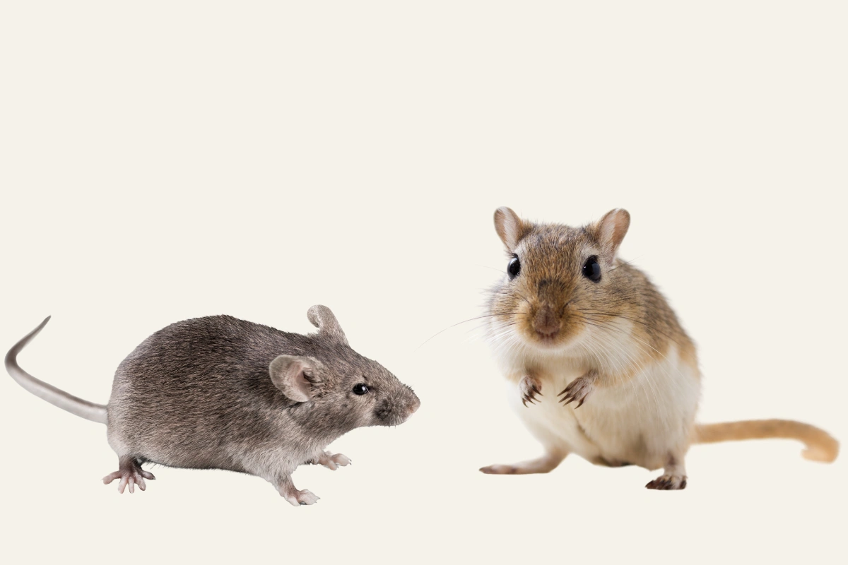 Gerbil vs mouse size comparison with a gerbil and a mouse side by side on a wooden surface.