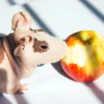 Can guinea pigs eat apples? A guinea pig enjoys a small apple slice as a healthy treat.