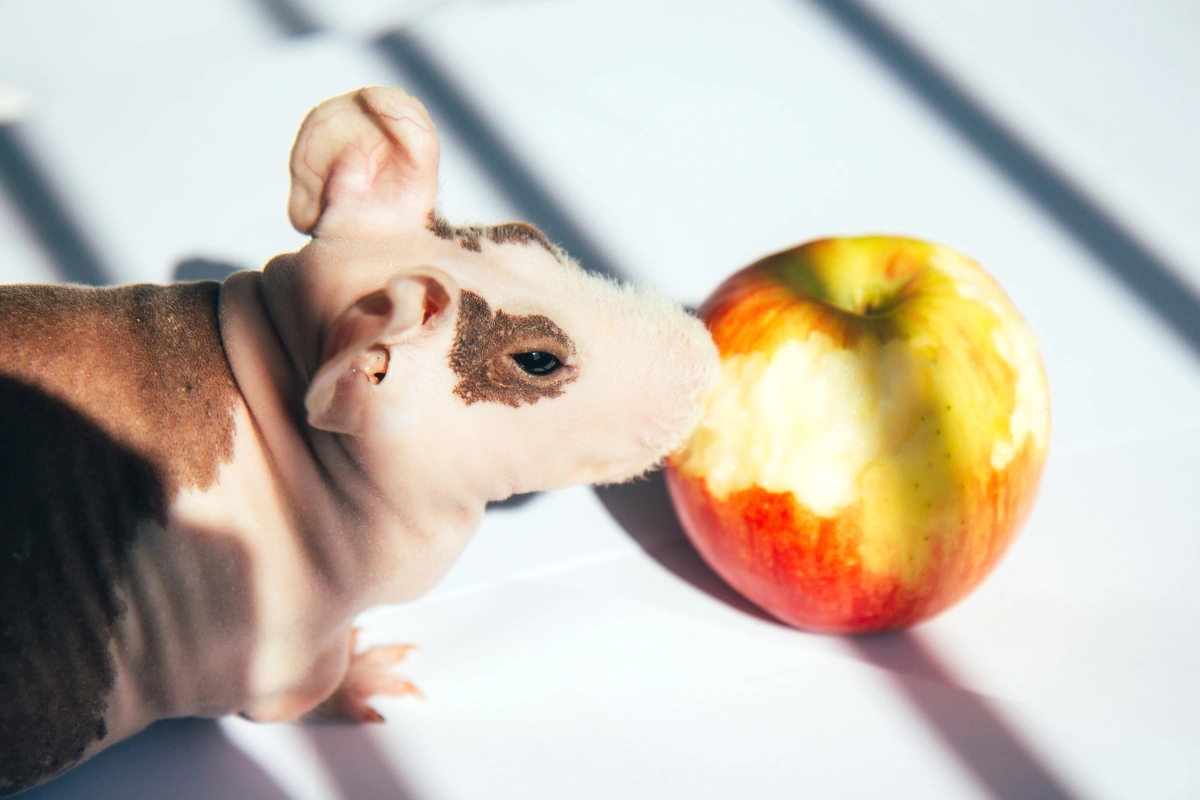 Can guinea pigs eat apples? A guinea pig enjoys a small apple slice as a healthy treat.