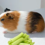 Can guinea pigs eat celery? A fluffy guinea pig nibbling on a fresh celery stalk.