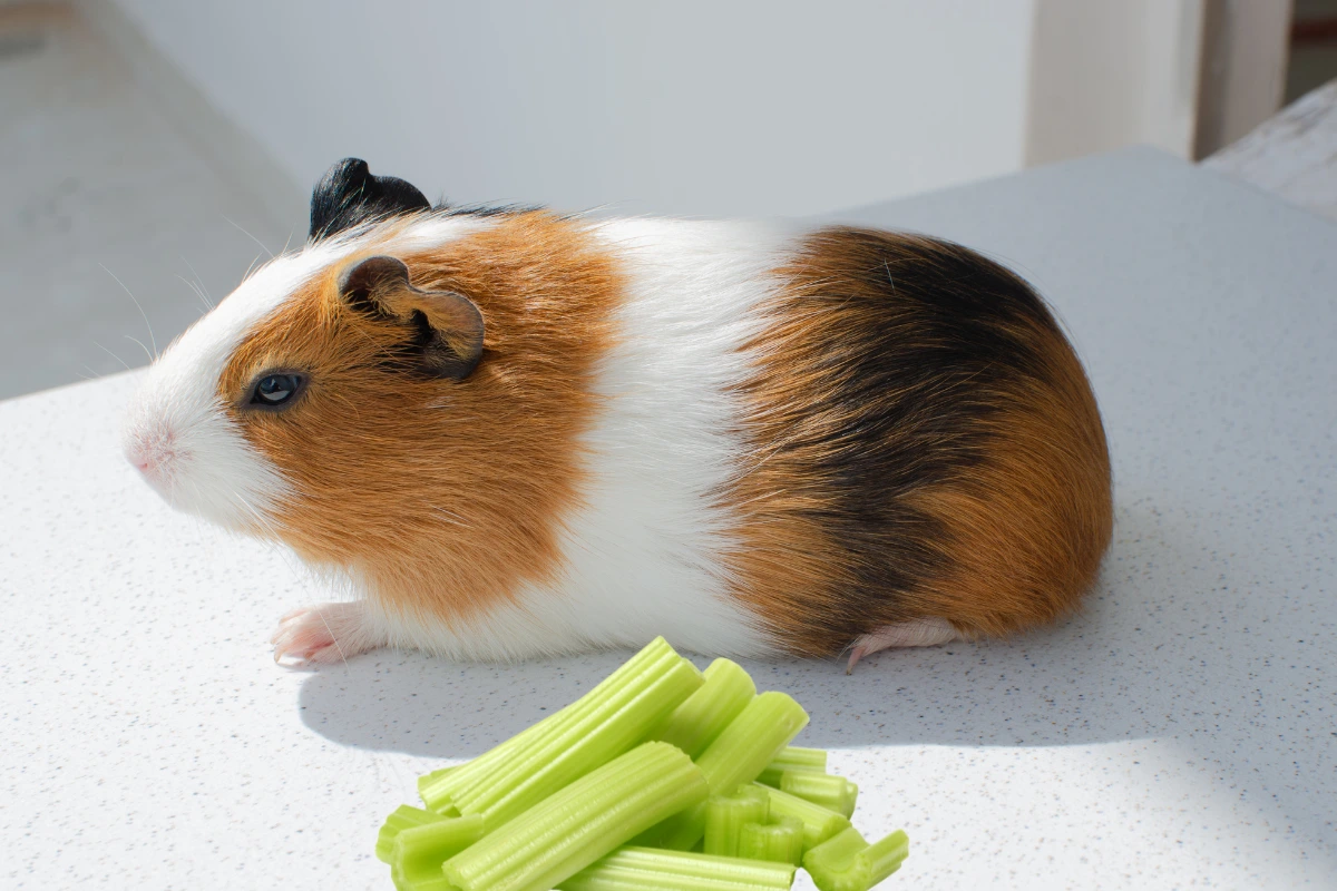 Can guinea pigs eat celery? A fluffy guinea pig nibbling on a fresh celery stalk.