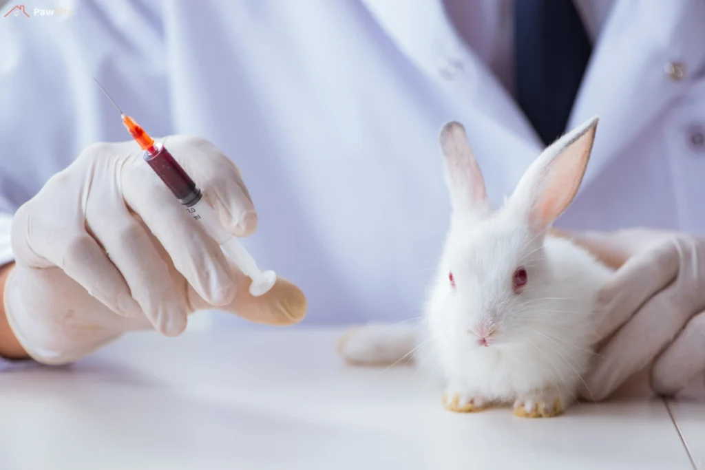 Rabbit receiving medical care at Brookhaven Pet Hospital.